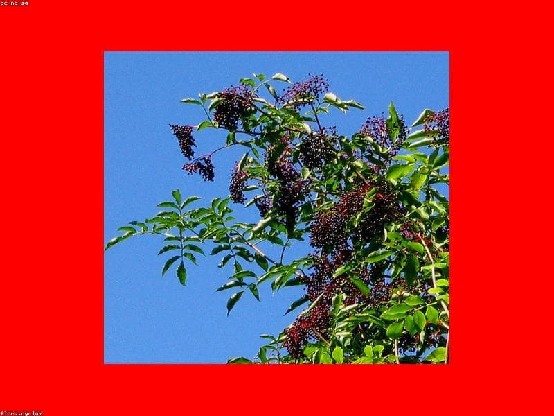 Bez czarny 'Black Lace'