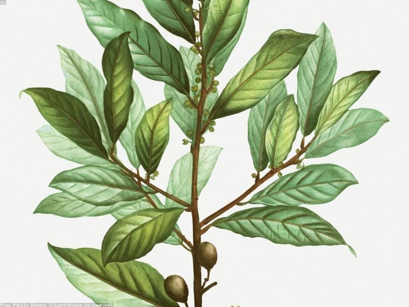 Laurowiśnia Wschodnia 'Caucasica'